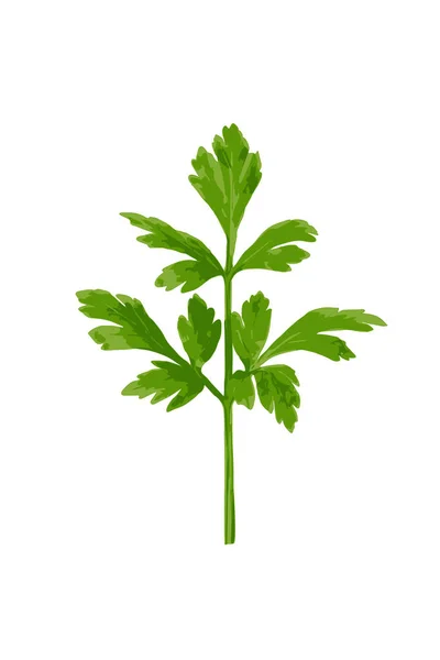 Fresh Parsley Leaf Isolated Cilantro Leaves Raw Garden Parsley Twig — Stock Vector