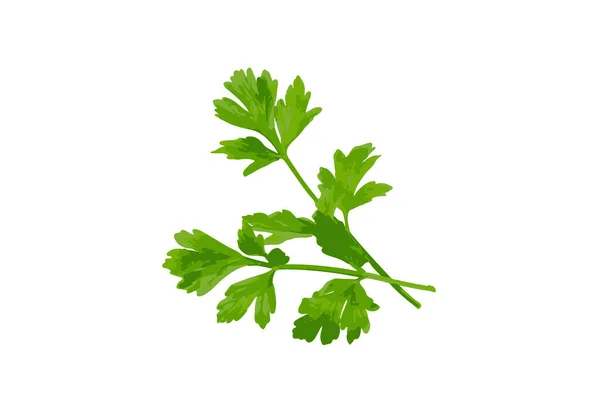 Hoja Perejil Fresca Aislada Hojas Cilantro Ramita Perejil Jardín Crudo — Vector de stock