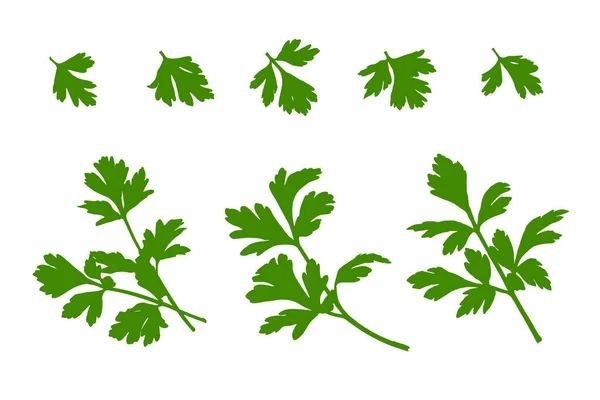 Petersilienblatt Icon Set Vorhanden Koriander Blätter Rohe Petersilienzweige Kerbel Oder — Stockvektor