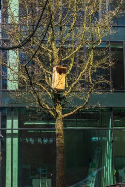 Baharın başında ağaçta ahşap kuş evi. Şehir merkezinde kuş evi olan ağaç.