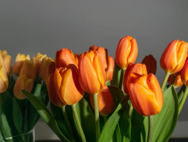 Lale buketi yakın plan. Kırmızı sarı laleler, bahar laleleri seçici odaklı lale yaprakları ve tomurcukları.