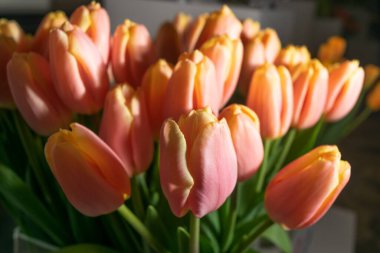 Lale buketi yakın plan. Soluk pembe laleler, seçici odaklı bahar lale çiçekleri, makro fotoğraf lale yaprakları ve tomurcukları.