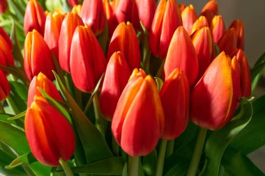 Lale buketi yakın plan. Kırmızı lale arka planı, seçici odaklı bahar lale çiçekleri, makro fotoğraf lale yaprakları ve tomurcukları.