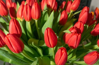 Lale buketi yakın plan. Kırmızı lale arka planı, seçici odaklı bahar lale çiçekleri, makro fotoğraf lale yaprakları ve tomurcukları.