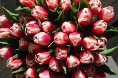 Lale buketi yakın plan. Pembe laleler arka plan, seçici odaklı bahar lale çiçekleri, makro fotoğraf lale yaprakları ve tomurcukları.