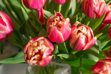 Lale buketi yakın plan. Pembe şakayık laleler arka plan, seçici odaklı bahar tulipa çiçekleri, makro fotoğraf lale yaprakları ve tomurcuklar üst görünüm