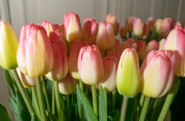 Lale buketi yakın plan. Açık pembe lale arka planı, seçici odaklı bahar lale çiçekleri, makro fotoğraf lale yaprakları ve tomurcukları.