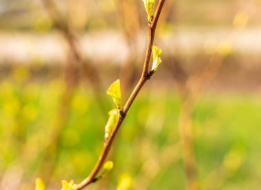Bahar dalı, arka planda genç ağaç yaprakları. Yeni yeşil yapraklı bahar dalı, seçici odaklanma