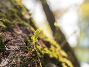 Bahar dalı, arka planda genç ağaç yaprakları. Yeni yeşil yapraklı bahar dalı, seçici odaklanma