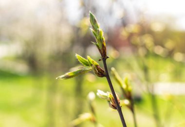 Bahar dalı, arka planda genç ağaç yaprakları. Yeni yeşil yapraklı bahar dalı, seçici odaklanma