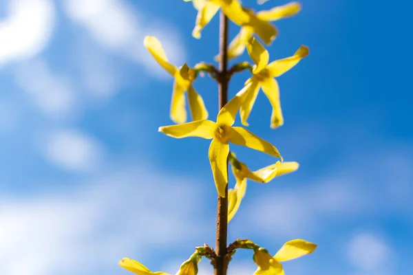 连翘花的宏观照片 蓝天背景上的黄色花朵纹理 有选择焦点的菊花或渡渡山灌木开花 — 图库照片