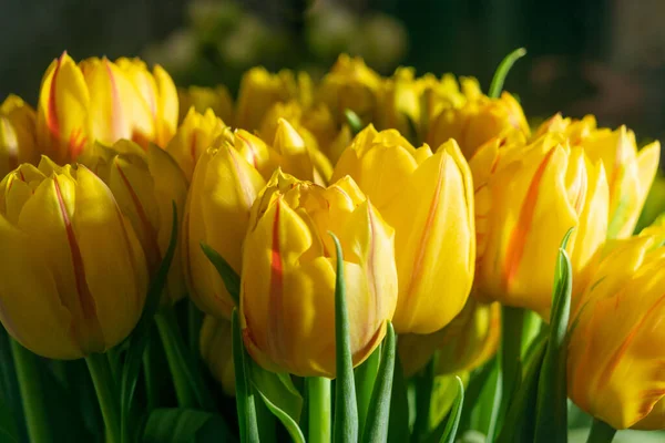 Tulipán Csokor Közelről Sárga Tulipán Tavaszi Tulipán Virágok Szelektív Fókusz — Stock Fotó