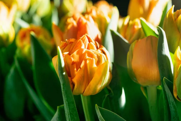 Lale buketi yakın plan. Turuncu laleler, seçici odaklı bahar laleleri, makro fotoğraf lale yaprakları ve tomurcukları.