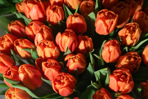 Lale buketi yakın plan. Kırmızı laleler arka plan, seçici odaklı bahar lale çiçekleri, makro fotoğraf lale yaprakları ve tomurcuklar üst görünüm