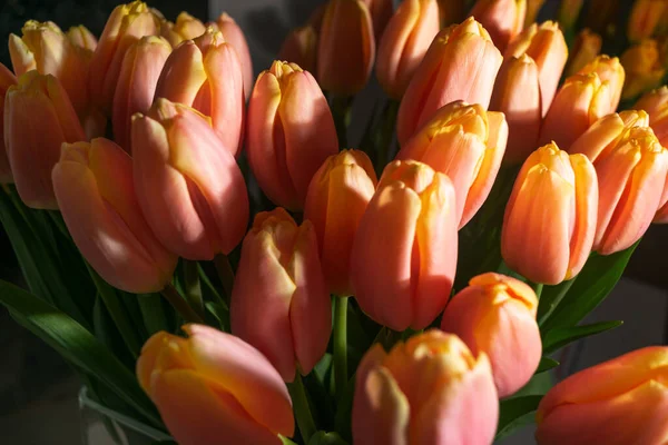 Lale buketi yakın plan. Soluk pembe laleler, seçici odaklı bahar lale çiçekleri, makro fotoğraf lale yaprakları ve tomurcukları.