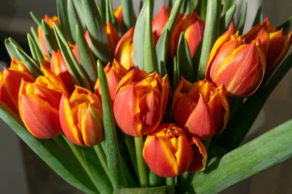 Lale buketi yakın plan. Kırmızı sarı laleler, bahar laleleri seçici odaklı lale yaprakları ve tomurcukları.