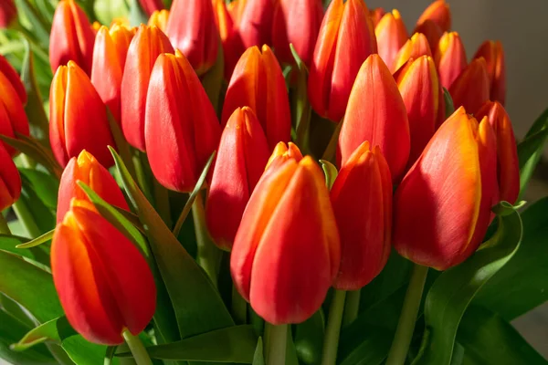 Lale buketi yakın plan. Kırmızı lale arka planı, seçici odaklı bahar lale çiçekleri, makro fotoğraf lale yaprakları ve tomurcukları.