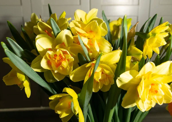 Nárcisz Csokor Közelről Sárga Nárcisz Tavaszi Virágok Szelektív Fókusszal Makró — Stock Fotó