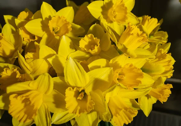 Daffodils Boeket Close Gele Narcissen Lentebloemen Met Selectieve Focus Macro — Stockfoto