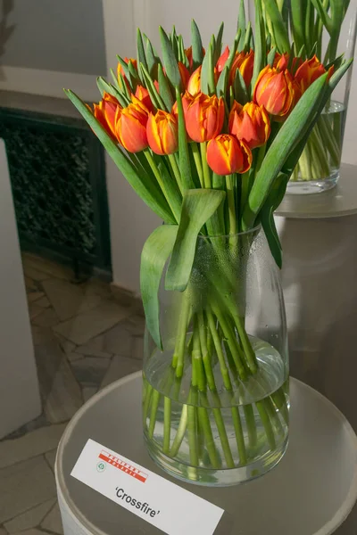 Crossfire tulips at the exhibition of Polish flowers. Orange tulips, spring tulipa flowers, editorial image