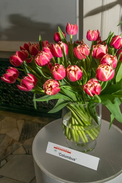 Columbus peony tulips at the exhibition of Polish flowers. Red tulips, spring tulipa flowers, editorial image