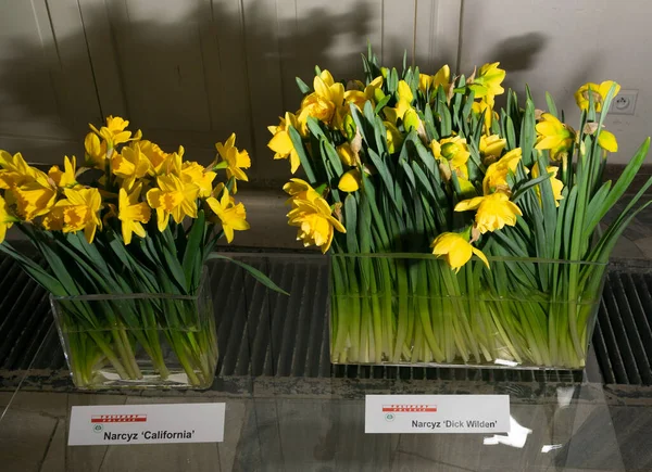 Daffodils at the exhibition of Polish flowers. Narcissus spring flowers, editorial image