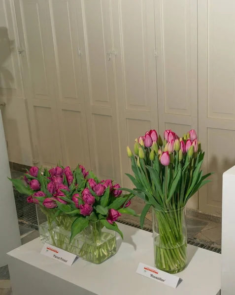 Roussillon tulip at the exhibition of Polish flowers. Pink-purple tulips, spring tulipa flowers, editorial image