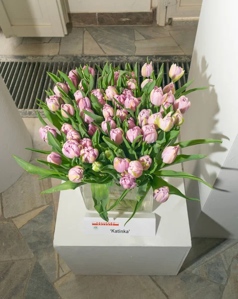 Katinka tulip at the exhibition of Polish flowers. Light pink tulips, spring tulipa flowers, editorial image