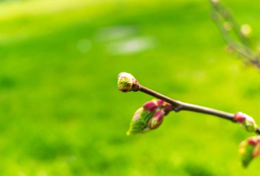 Spring branch, lime buds, young linden tree leaves on blur background. Spring twig with new green leaves, selective focus