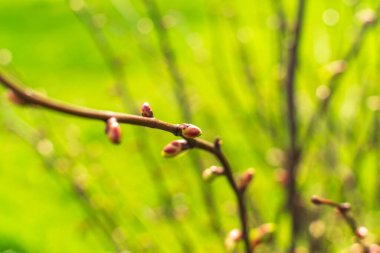 Spring branch, lime buds, young linden tree leaves on blur background. Spring twig with new green leaves, selective focus