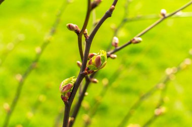 Spring branch, lime buds, young linden tree leaves on blur background. Spring twig with new green leaves, selective focus