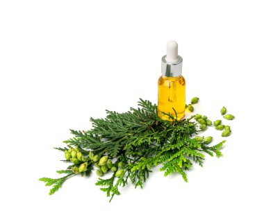 Cypress oil isolated. Cupressus essence, cedrus infusion, thuja essential oil, thuya extraction, juniper tincture, arborvitae serum on white background