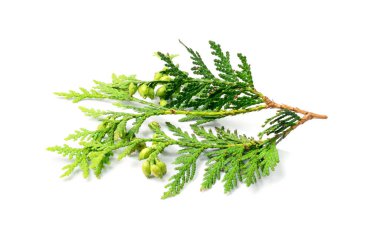 Cypress twigs isolated. Cupressus leaf, arborvitae twig, thuya sprig, thuja leaves on white background, cypress set for christmas design