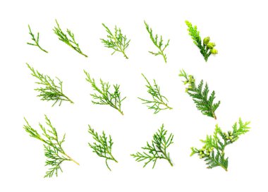 Cypress twigs isolated. Cupressus leaf, arborvitae twig, thuya sprig, thuja leaves on white background, cypress set for christmas design