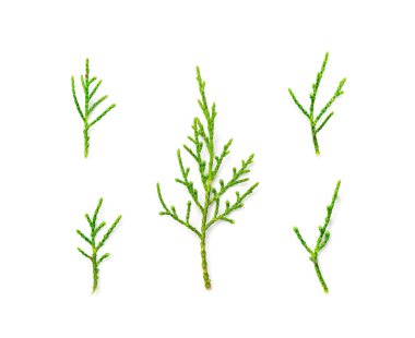Cypress twigs isolated. Cupressus leaf, arborvitae twig, thuya sprig, thuja leaves on white background, cypress set for christmas design