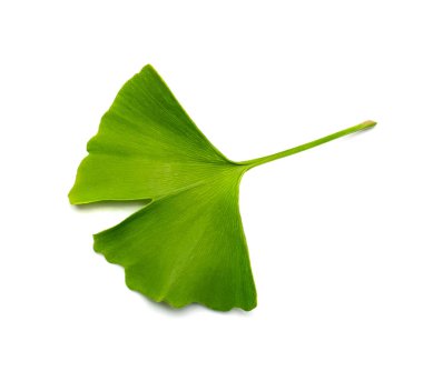 Ginkgo biloba leaves isolated. Gingko green leaf, ginko tree twig, living fossil, fresh ginkgo leaves on white background
