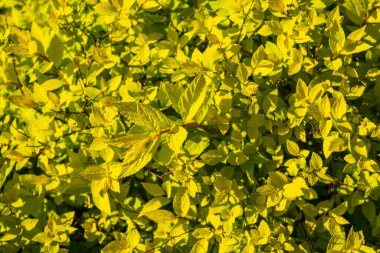 Green leaf texture background. Leaves wallpaper, foliage pattern, green plant wall mockup, natural greenery backdrop, hedge with space for text