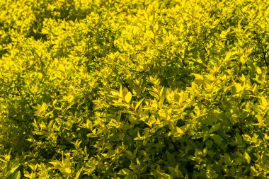 Green leaf texture background. Leaves wallpaper, foliage pattern, green plant wall mockup, natural greenery backdrop, hedge with space for text