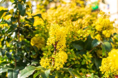 Flowering Mahonia. Spring yellow flowers of mahonia japonica bush with selective focus, evergreen shrubs for modern landscape design