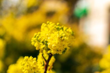 Flowering Mahonia. Spring yellow flowers of mahonia japonica bush with selective focus, evergreen shrubs for modern landscape design