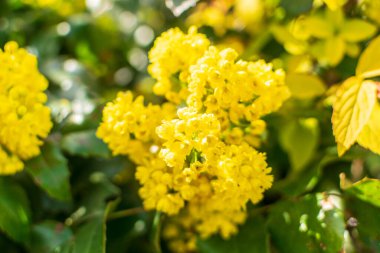 Flowering Mahonia. Spring yellow flowers of mahonia japonica bush with selective focus, evergreen shrubs for modern landscape design