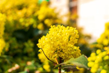 Flowering Mahonia. Spring yellow flowers of mahonia japonica bush with selective focus, evergreen shrubs for modern landscape design