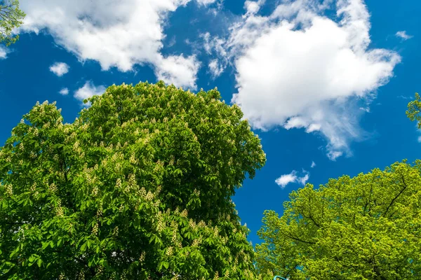 Flowering horse chestnut on blue sky background. Blooming aesculus, buckeye tree, green leaf texture, foliage pattern