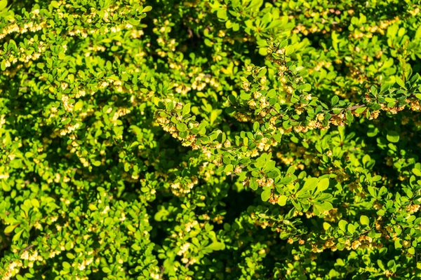 Green Leaf Texture Background Leaves Wallpaper Foliage Pattern Green Plant — Stockfoto