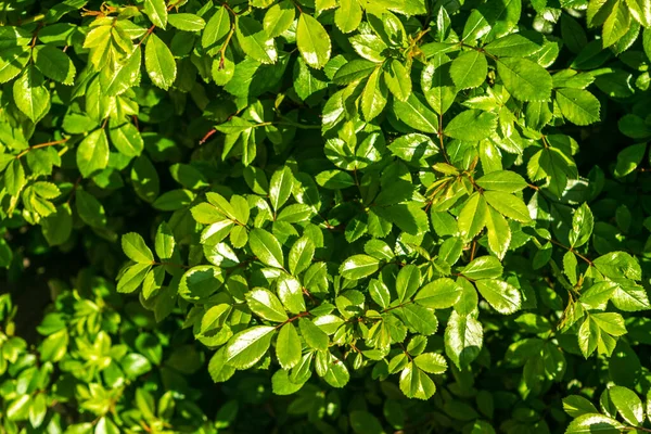 Green leaf texture background. Leaves wallpaper, foliage pattern, green plant wall mockup, natural greenery backdrop, hedge with space for text