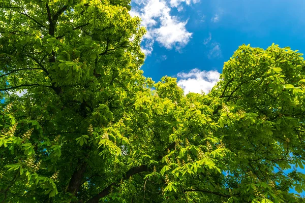 Flowering horse chestnut on blue sky background. Blooming aesculus, buckeye tree, green leaf texture, foliage pattern