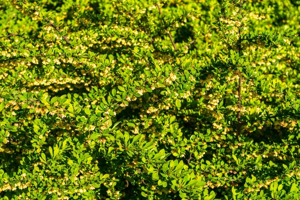 Green Leaf Texture Background Leaves Wallpaper Foliage Pattern Green Plant — Zdjęcie stockowe