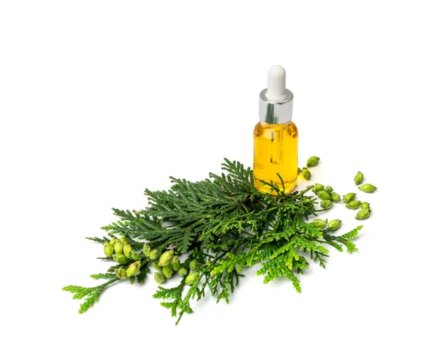 Cypress oil isolated. Cupressus essence, cedrus infusion, thuja essential oil, thuya extraction, juniper tincture, arborvitae serum on white background