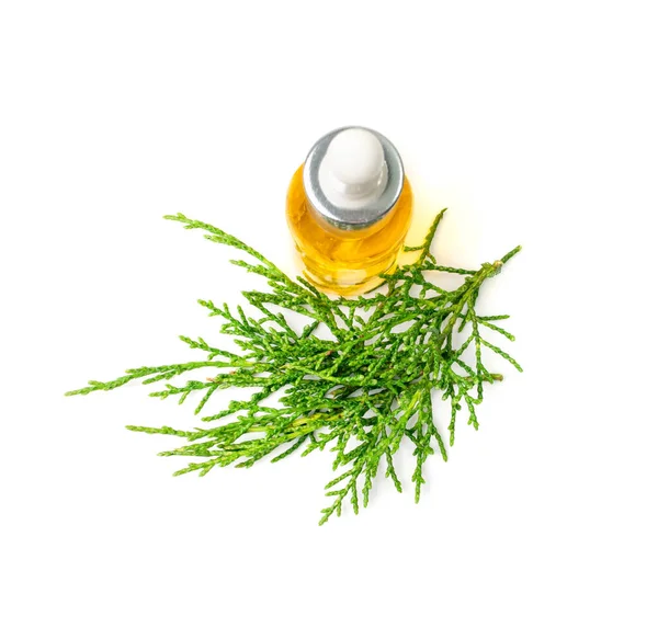 Cypress Oil Isolated Cupressus Essence Cedrus Infusion Thuja Essential Oil — Stock Photo, Image