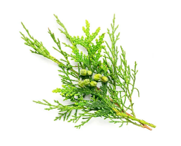 Cypress Twigs Isolated Cupressus Leaf Arborvitae Twig Thuya Sprig Thuja — Stockfoto